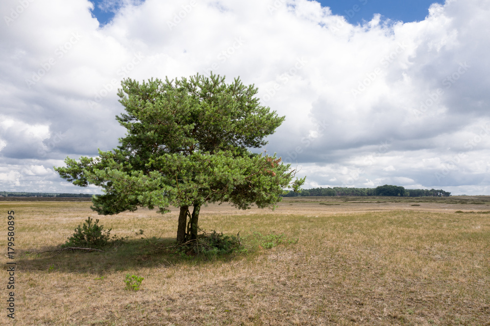 Obraz premium Landscape,