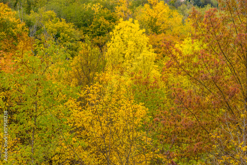 Colorful forest in autumn