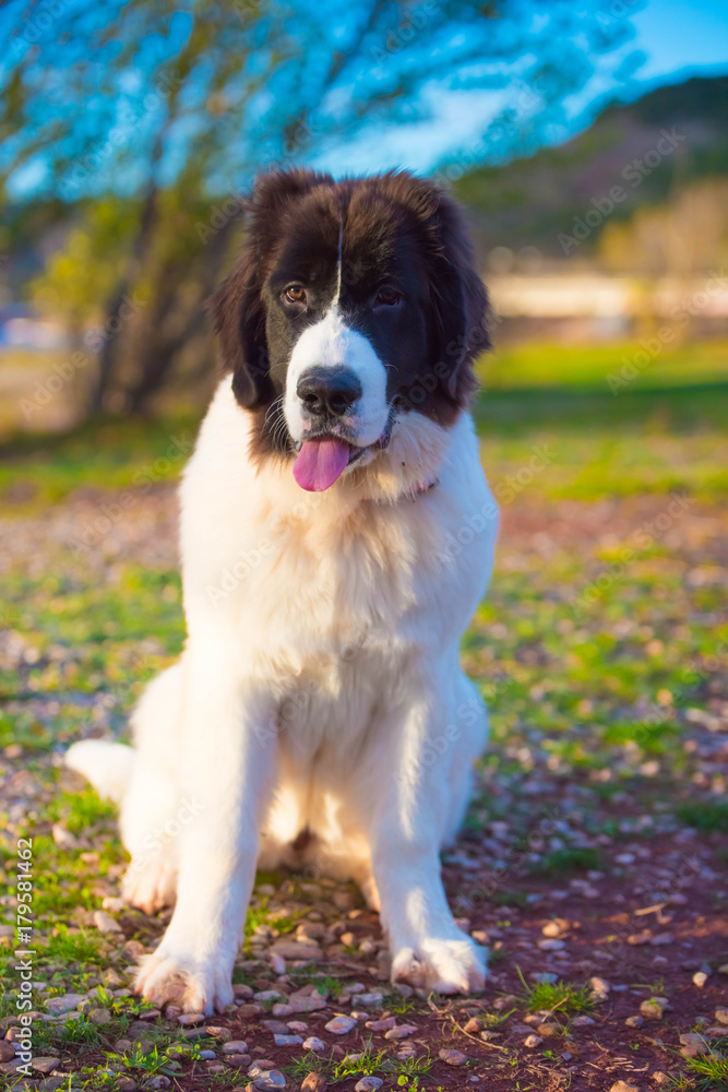 landseer dog