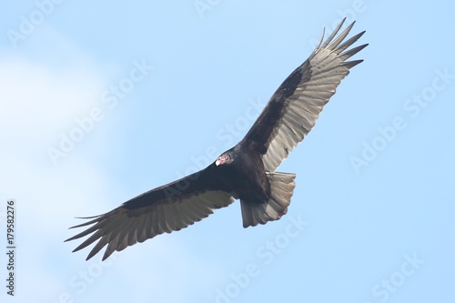 Turkey Vulture  Cathartes aura 
