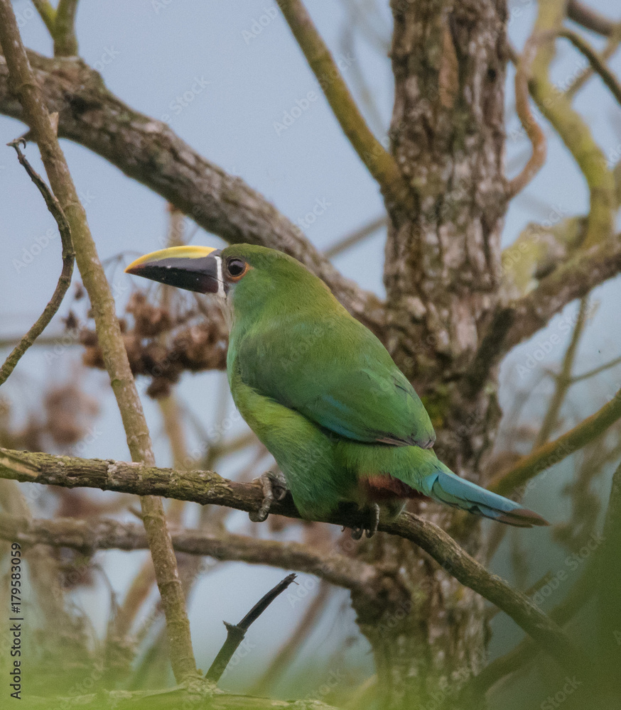 Obraz premium Toucan on Branch