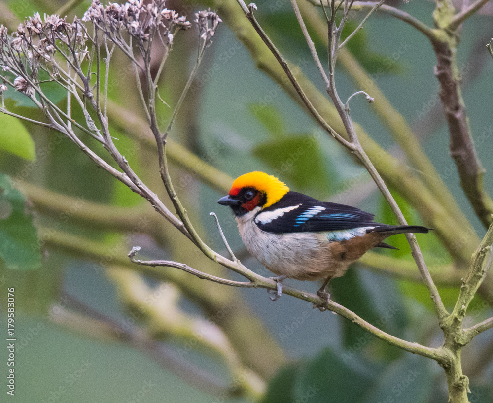 Tanager Bird on Branch Tanager Bird on Branch