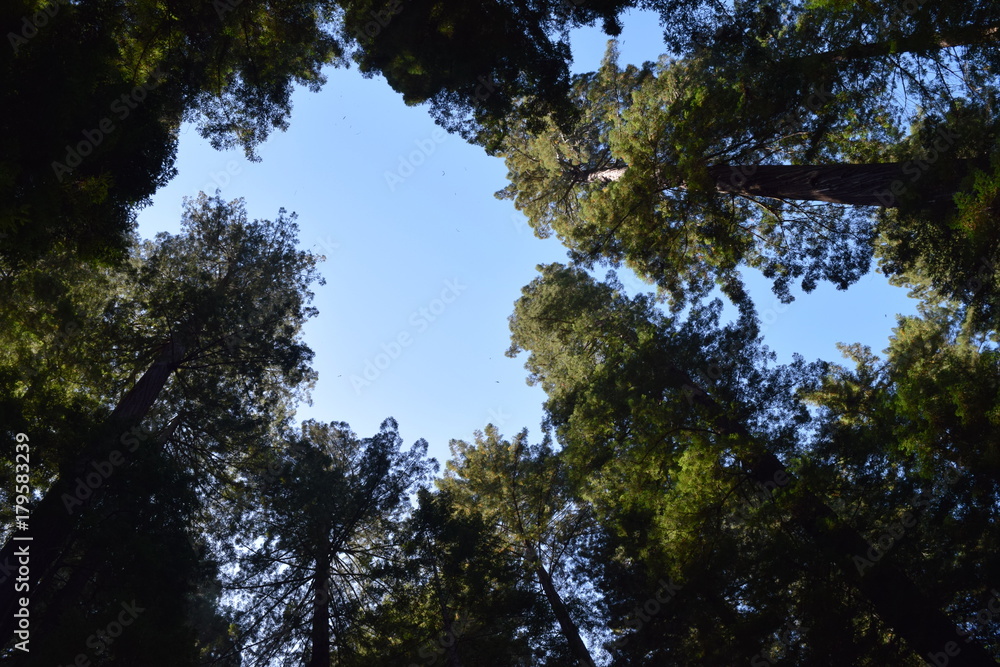 Redwoods Redwoods