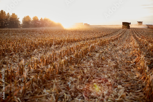 Backlit stubble in a maize field at sunset