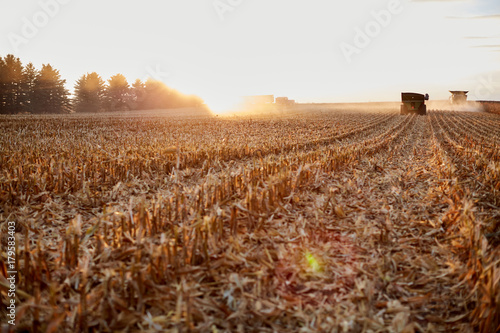 Freshly harvested backlit maize field stubble
