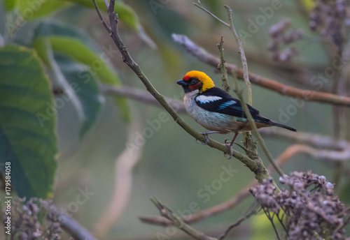 Tanager Bird on Branch