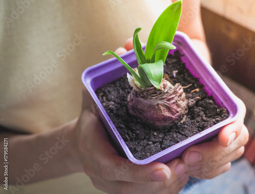 Young plant in hands. Planting bulbous plants, tulips, hyacinths. 
