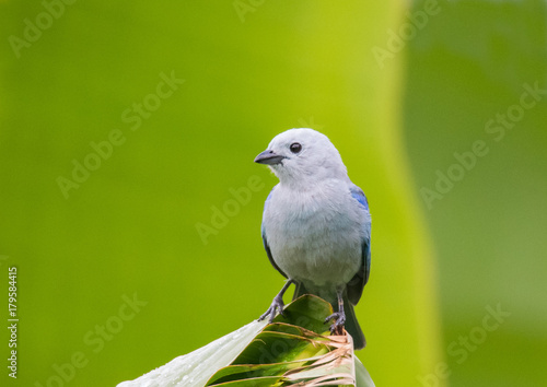 Tanager Bird on Branch