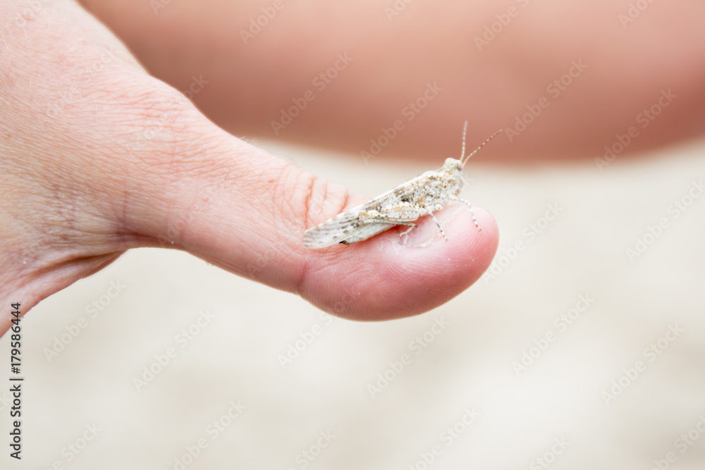 small grasshopper sand on the thumb of a woman hand