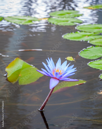 Photography Lotus mauve et poissons rouges