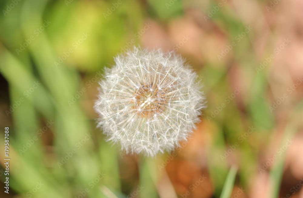 Fototapeta premium Fascinating structure of a dandelion. Close up shot. Macro.