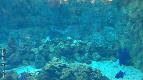 Fish swimming underwater. Sea shark in aquarium