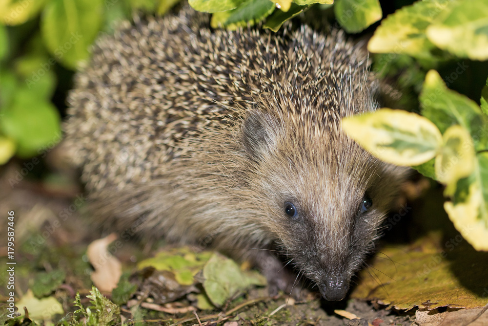 Igel vor dem Winterschlaf im Garten Igel vor dem Winterschlaf im Garten