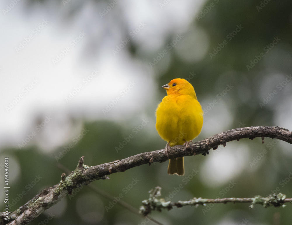 Finch Bird on Branch