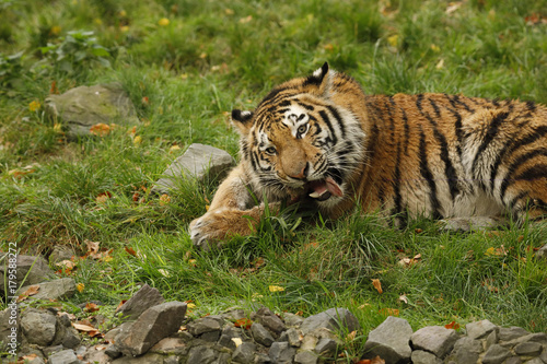 Tygrys jedzący mięso