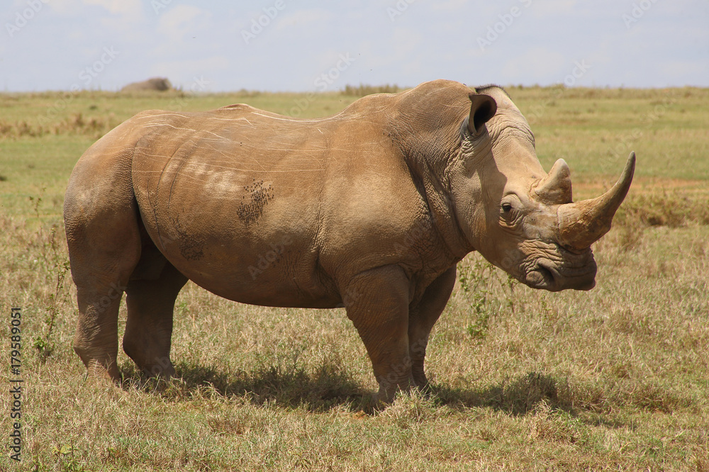 Fototapeta premium großes Nashorn