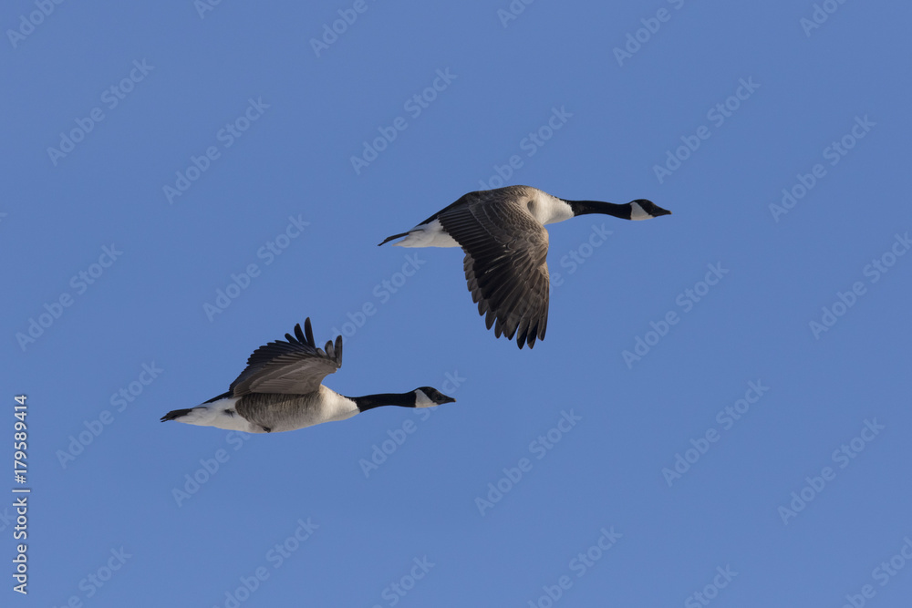 canada goose in spring migration