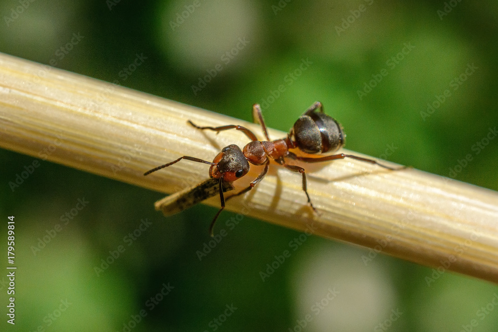 an ant on a branch