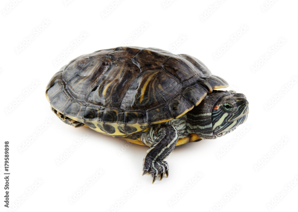 red ear turtle isolated on white background red ear turtle isolated on white background