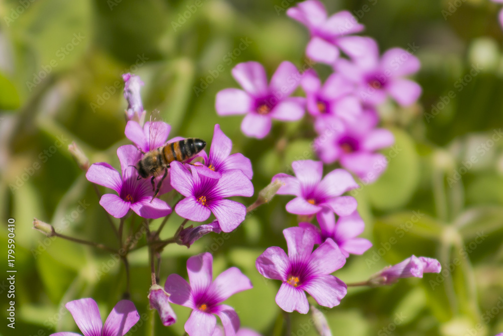 Honey Bee on a purple flower.