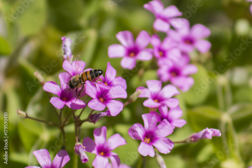 Honey Bee on a purple flower.
