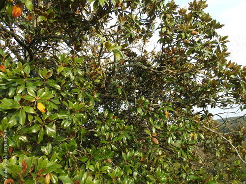 Magnola grandiflora (fruit et feuille)