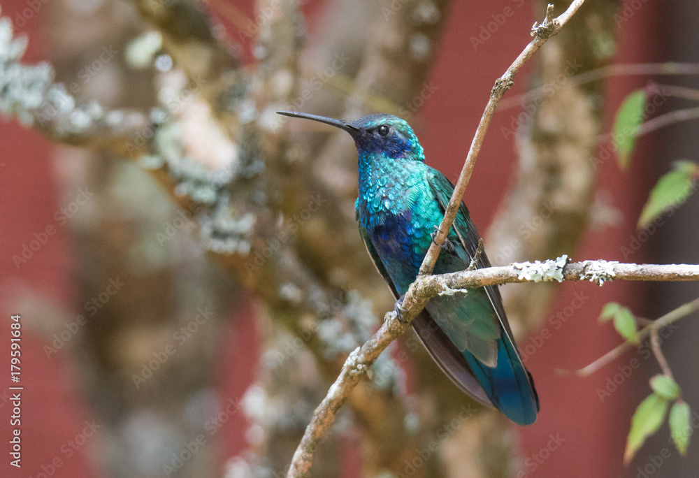 Obraz premium Hummingbird on Branch