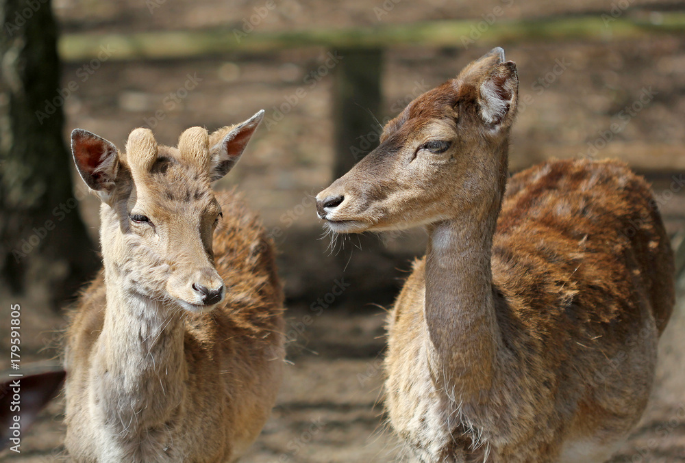 the portrait of two young cute roe deers the portrait of two young cute roe deers