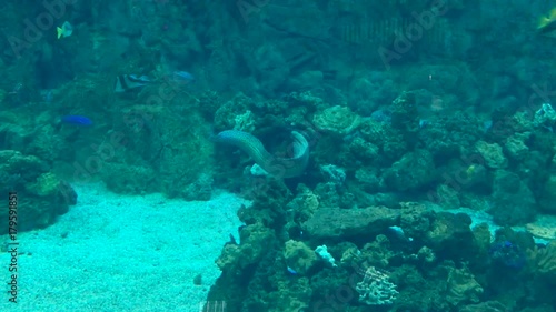 Fish swimming underwater. Sea moraine in aquarium