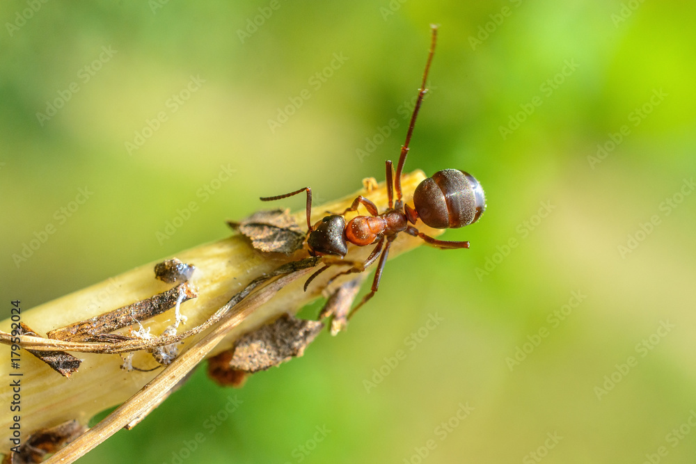 an ant on a branch an ant on a branch