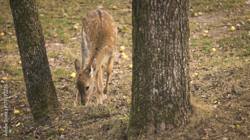 fallow deer