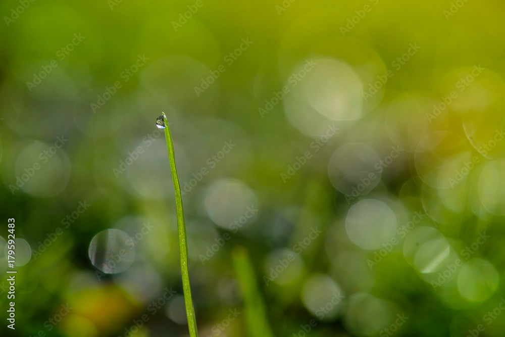 Grashalm grün mit Tautropfen und Bokeh im Hintergrund Grashalm grün mit Tautropfen und Bokeh im Hintergrund