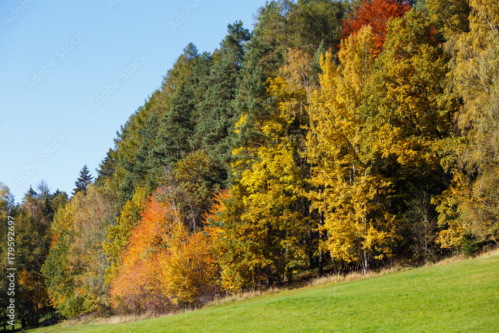 Naklejka premium Trees with color leaves in autumn