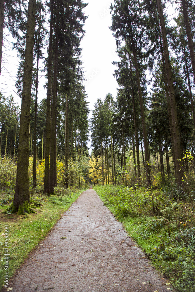 Fototapeta premium Waldweg