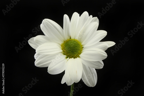 White chrysanthemum against black