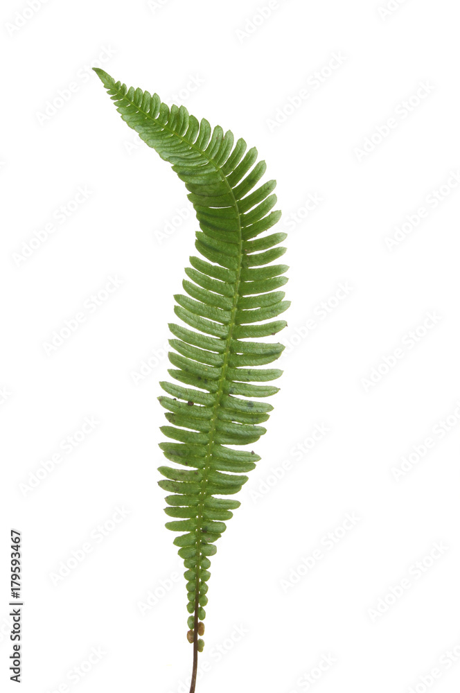 Single fern frond Single fern frond