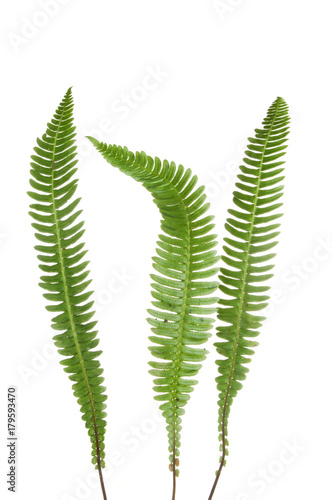Three fern fronds