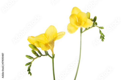 Yellow freesia flowers photo
