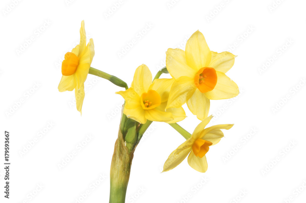 Multi headed narcissus flower Multi headed narcissus flower