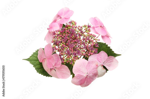 Lacecap Hydrangea flower