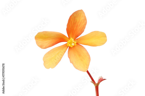 Orange begonia flower
