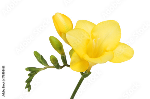 Yellow freesia flower