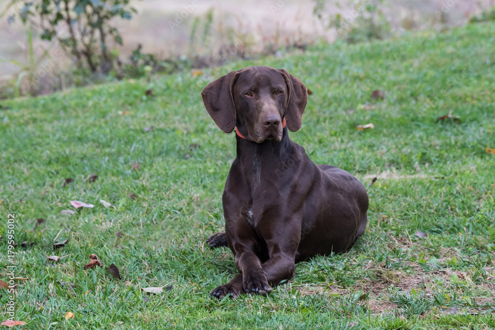 German Shorthaired Pointer (Kurzhaar) portrait photo in park German Shorthaired Pointer (Kurzhaar) portrait photo in park