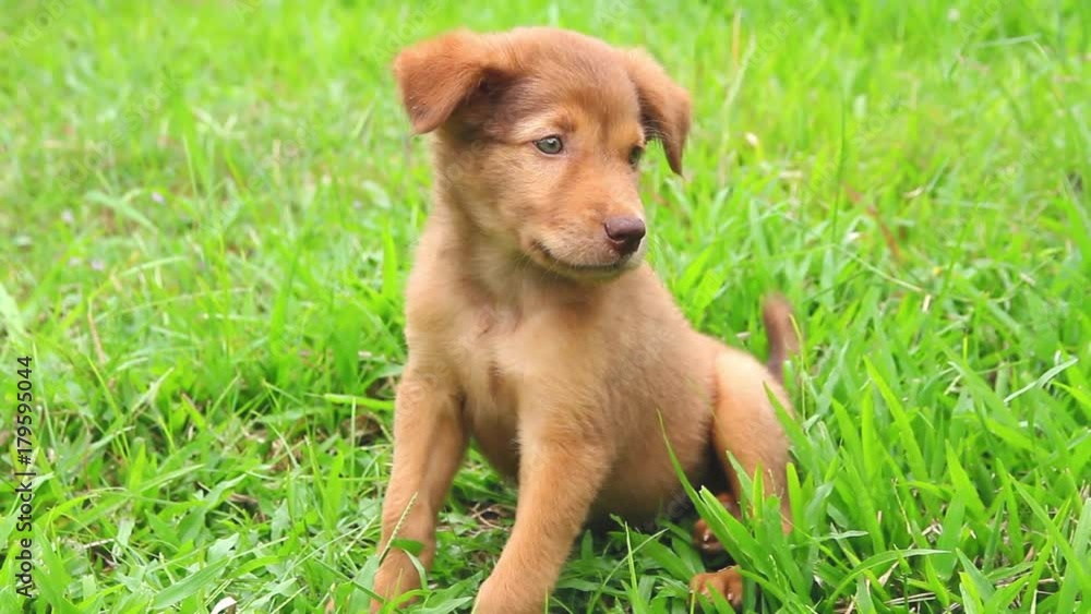 Puppy cute playing alone on grass Puppy cute playing alone on grass