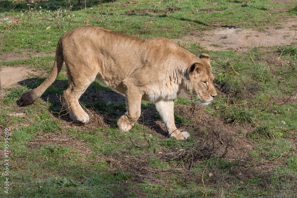 Image of a female african lion on nature background. Wild Animals. Image of a female african lion on nature background. Wild Animals.