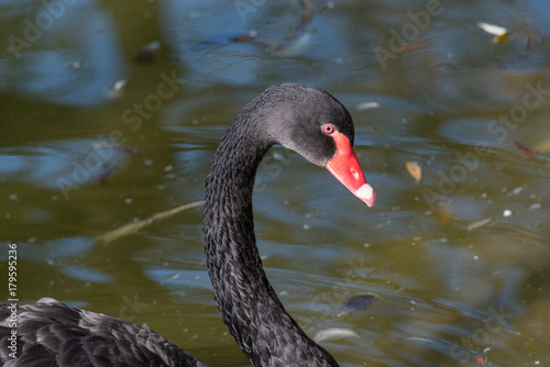 Black swan (Cygnus atratus). Wild life animal.