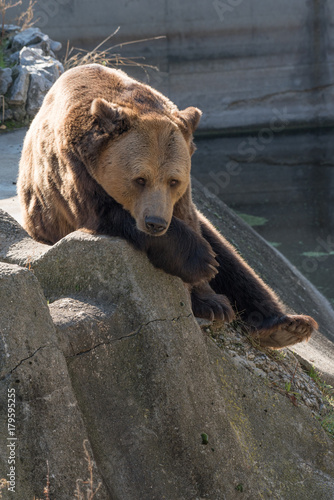 Eurasian brown bear  on a rock in autumn day.