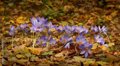 flowers Colchicum autumnale on fallen leaves