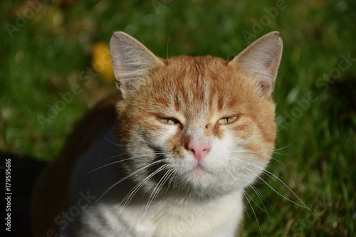 Домашние животные (Кошки)