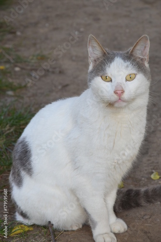 Домашние животные (Кошки)